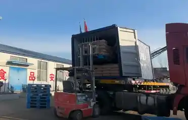 A Qinhuangdao Tongyou burgonyaipar 10 konténer édesburgonya-keményítőt szállít Dél-Koreába